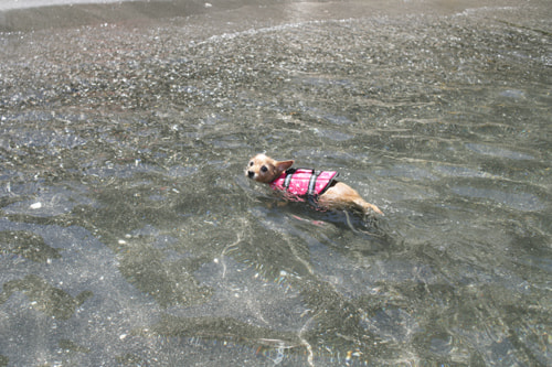海水浴 横堀海岸
