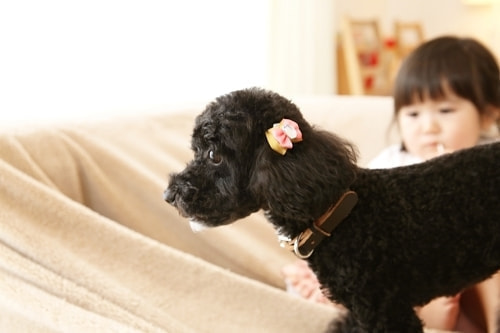 お宮参り写真 撮影場所 自宅(麻生区) ドック