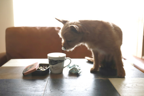 ホームページ、店舗、商品、プロフィール写真