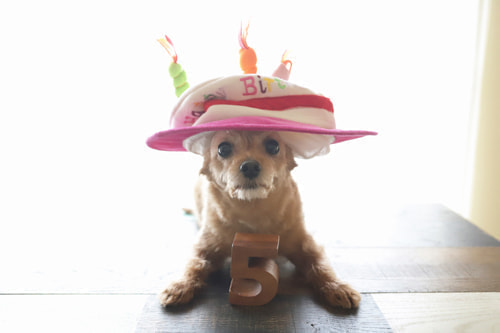 5歳バースデーフォト