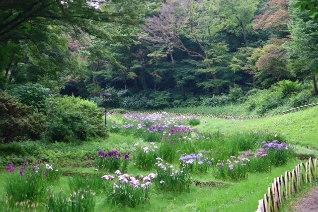 明治神宮 撮影スポット 明治神宮御苑・花菖蒲