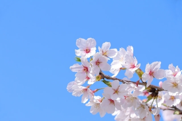 桜をおしゃれに撮るアイデア