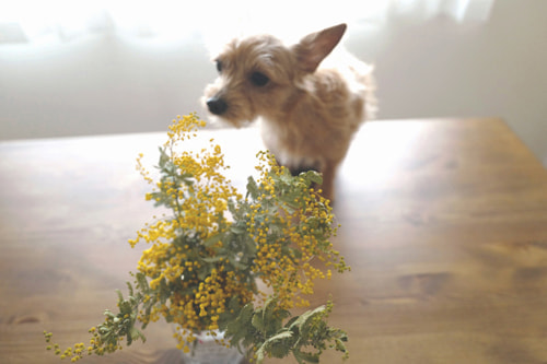 EOS 5D Mark IV｜作例｜ライカとの比較