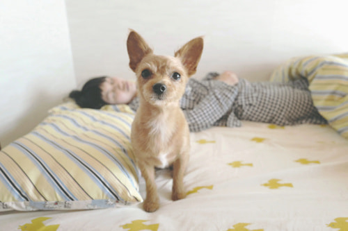 LeicaQ typ116 Summilux28mm F1.7 ASPH｜作例｜女性と犬