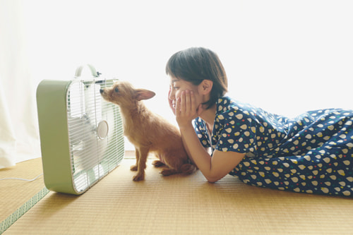 LeicaQ typ116 Summilux28mm F1.7 ASPH｜作例｜女性と犬