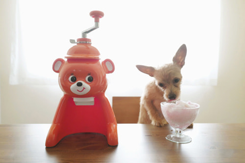 LeicaQ typ116 Summilux28mm F1.7 ASPH｜作例｜犬とかき氷