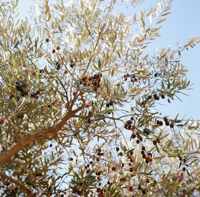 Hasselblad500C Planar C80mm f2.8｜作例｜オリーブの木