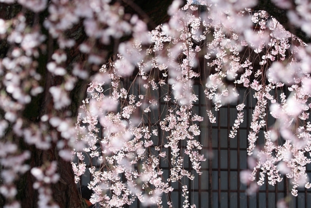 桜をおしゃれに撮る｜前ボケ