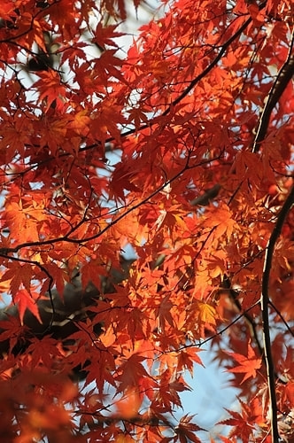 紅葉の撮り方｜初心者でも美しく撮れる基本テクニック｜色をきれいに出す露出設定