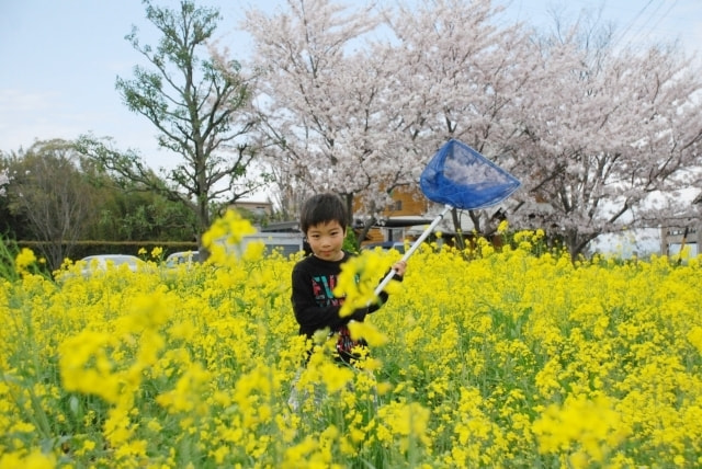 菜の花ポートレート｜菜の花の撮り方｜初心者でも映えるコツとおすすめ構図