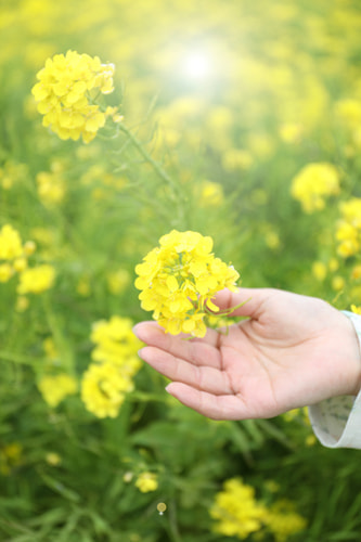 菜の花ポートレート｜菜の花の撮り方｜初心者でも映えるコツとおすすめ構図