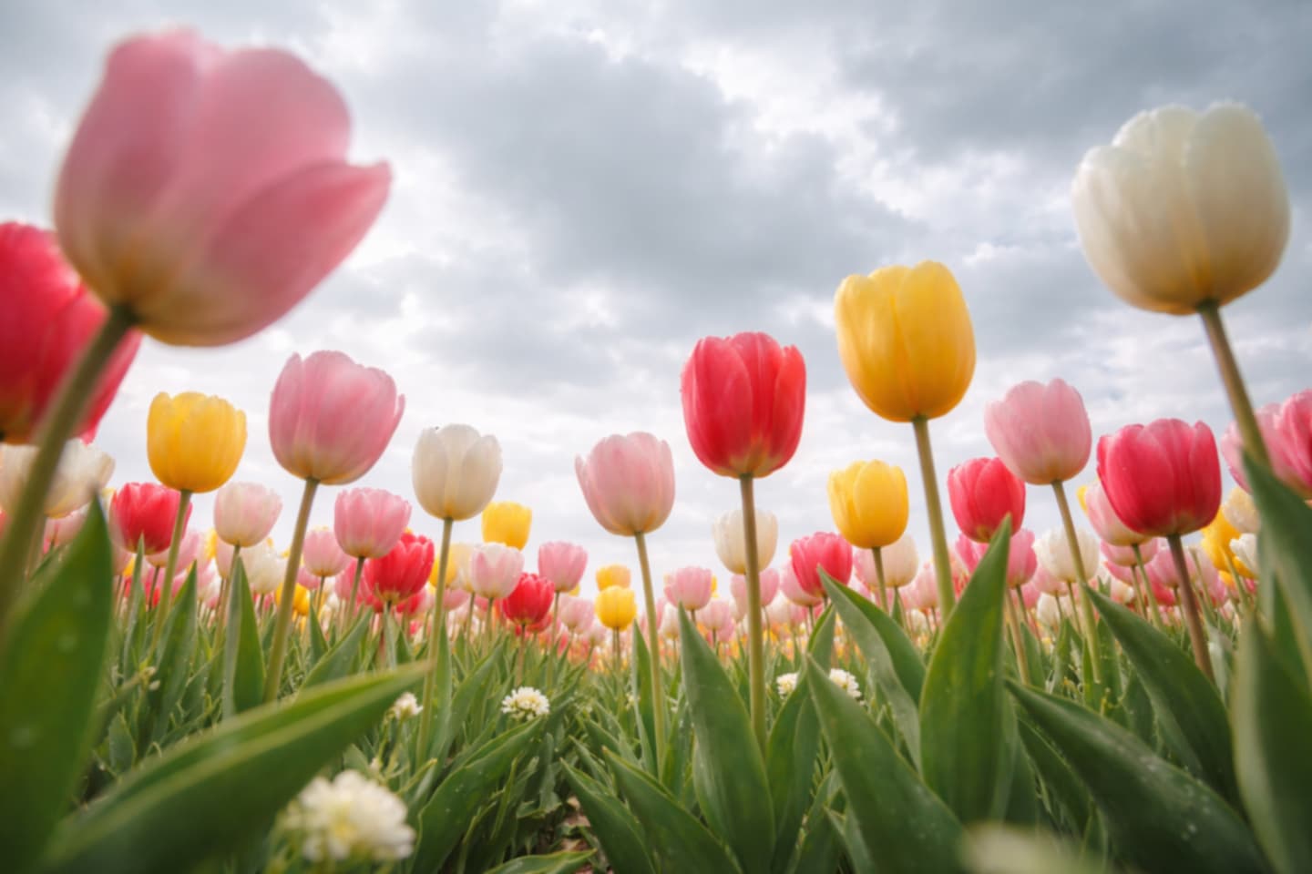 チューリップの美しい撮り方｜下から撮る