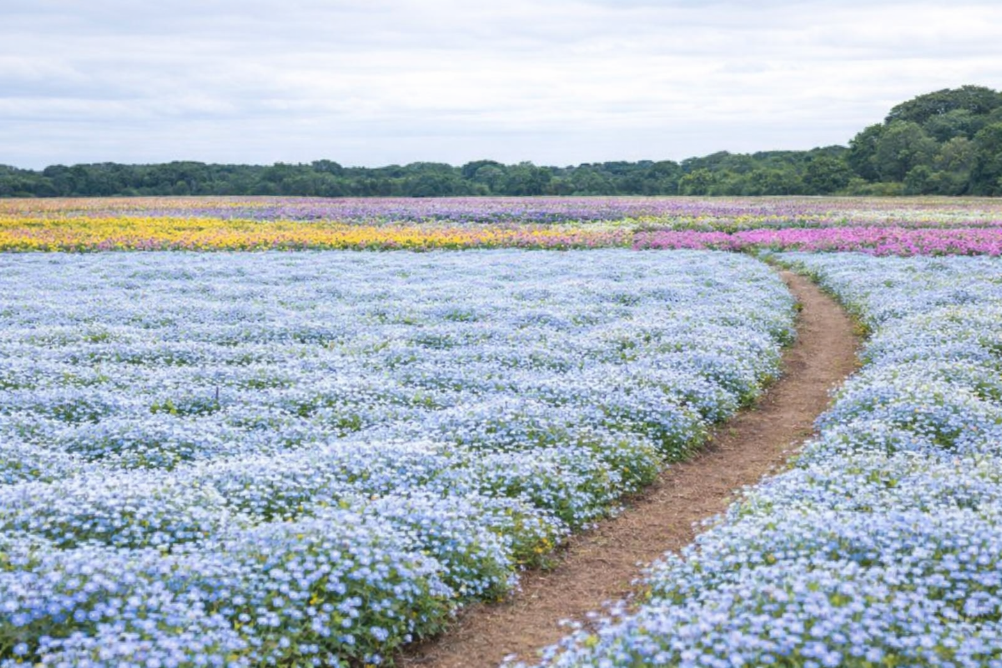 初夏のネモフィラ