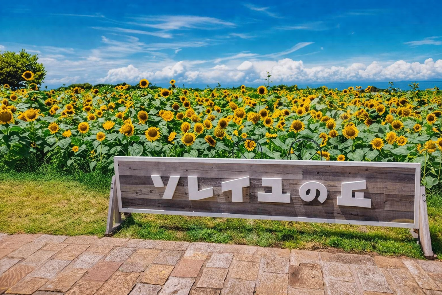 夏のひまわり畑